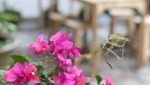هتل کاشانه روشن