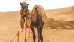 مجتمع اقامتی شباهنگ