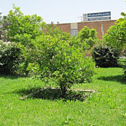 هتل جهانگردی فیروزآباد