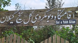 گل یخ