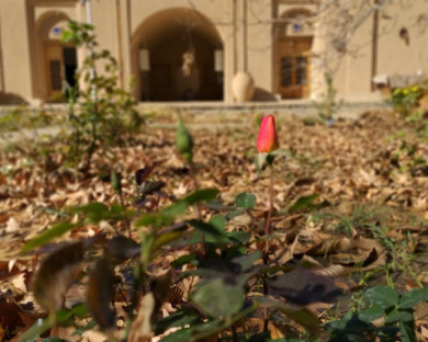 Mehriz-PahlebanpourGarden-15.jpg