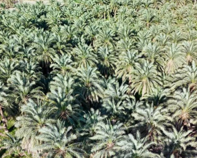 اقامتگاه بومگردی سمیر آمیز بم 6