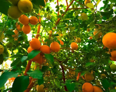 مجتمع اقامتی کاریزان مبارکه 5