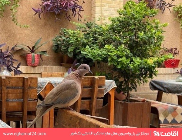 Shiraz-Mahmonir-09