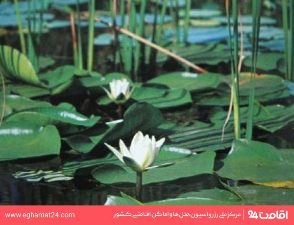 تالاب بین المللی  کیاکلایه