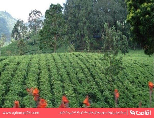 باغ چای عباس آباد