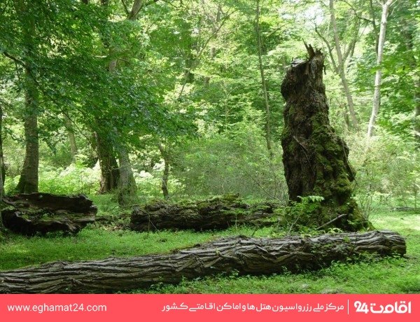 پارک جنگلی شهید بهشتی 