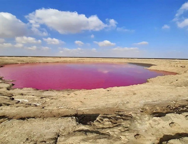 گل فشان نفتیچه 
