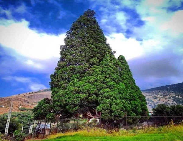 درخت سرو هرزويل