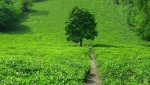باغ چای عباس آباد