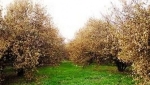 باغستان سنتی 