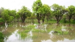 باغستان سنتی 