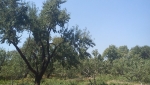 باغستان سنتی 