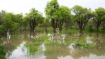 باغستان سنتی 
