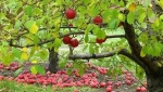 باغ سیب مهرشهر