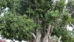پارك درخت سبز