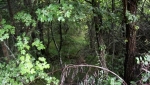 جنگل رودبارک