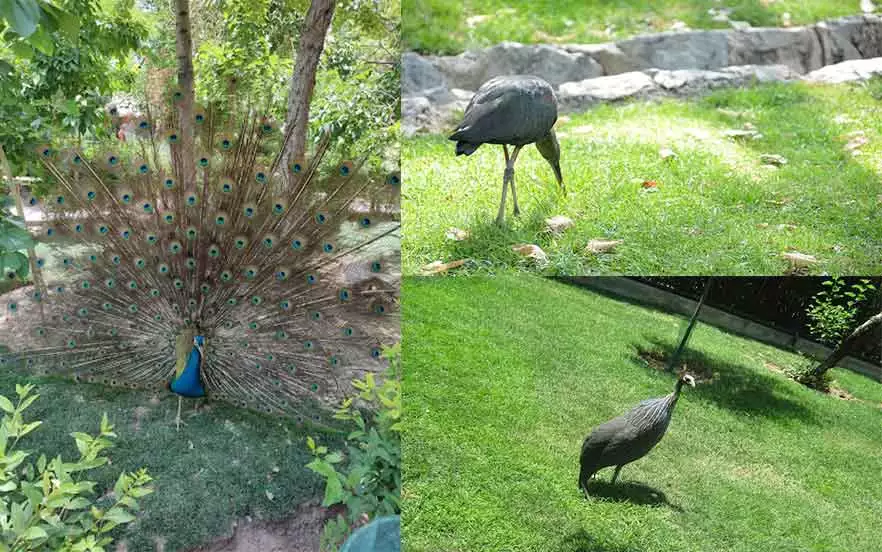 فضای سبز و جنگلی در باغ پرندگان اصفهان