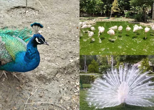 باغ پرندگان اصفهان؛ دنیای شگفت‌انگیز هزاران پرنده