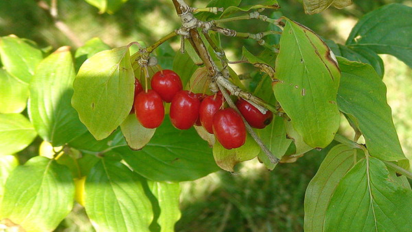 روستای هیر قزوین