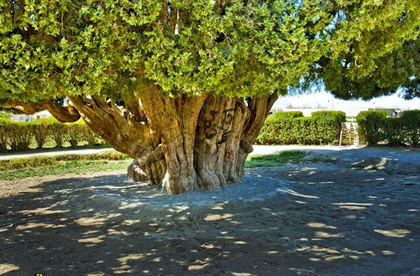 سرو ابرکوه یزد