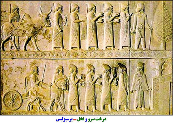 سرو ابرکوه یزد