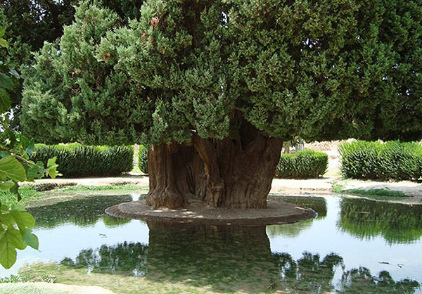 سرو ابرکوه یزد