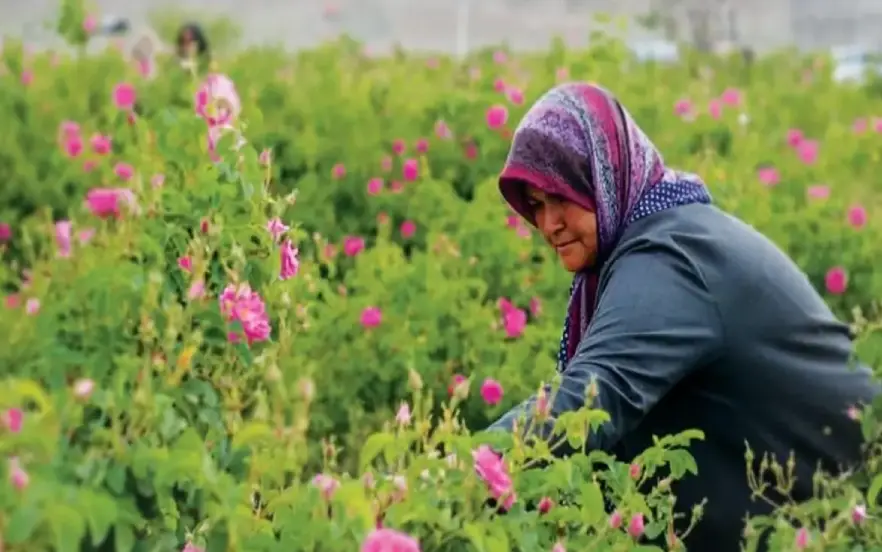 برداشت گل در گلاب گیری قمصر کاشان