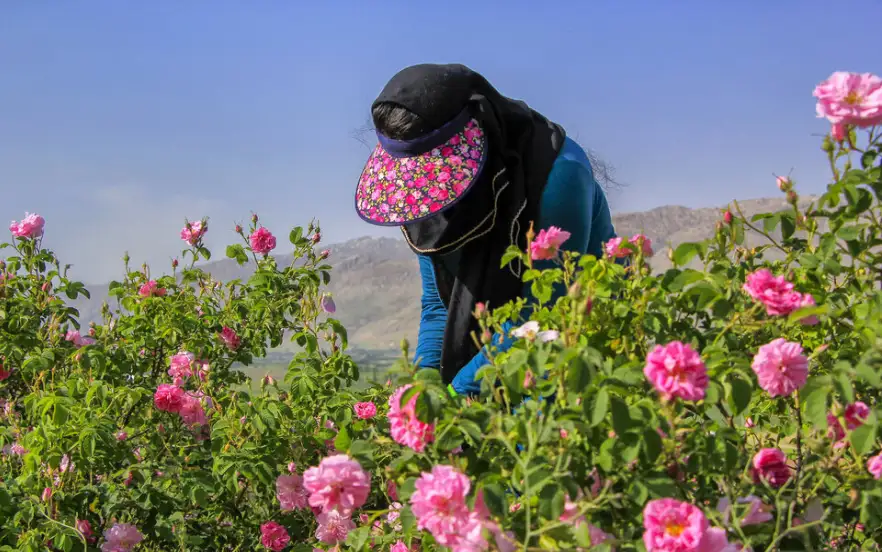 برداشت گل سرخ در گلاب گیری کاشان