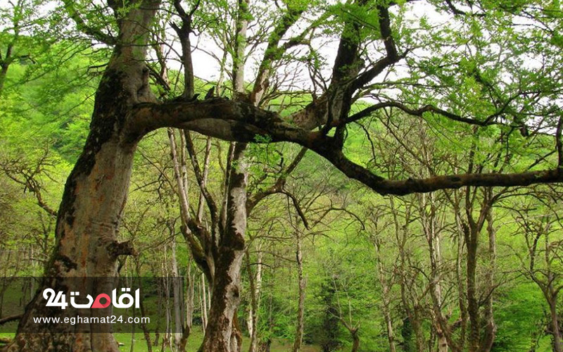 پارک جنگلی خشکه داران