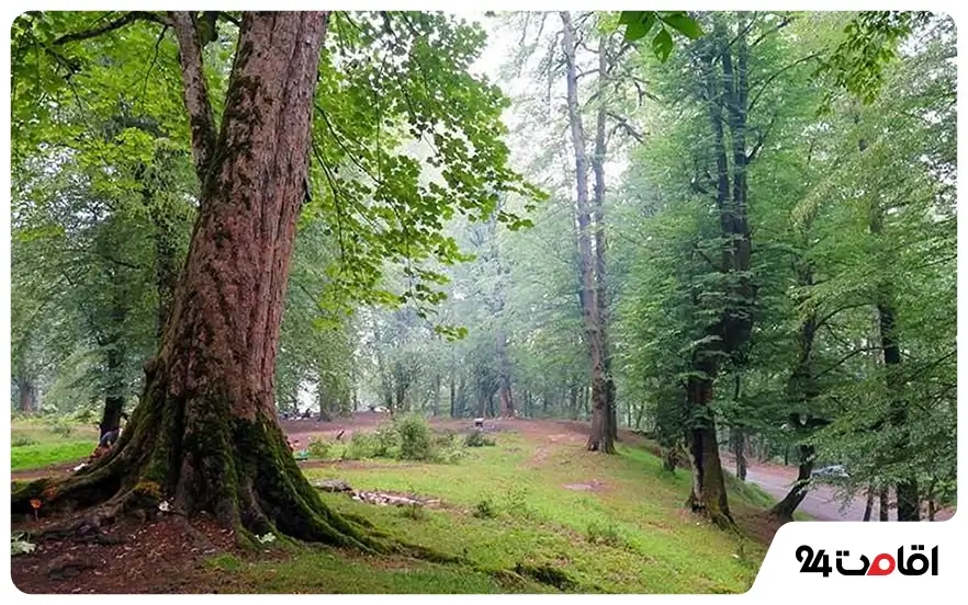 جنگل های رامسر