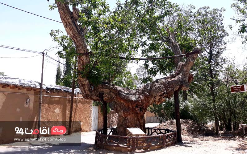 haftkhan tree