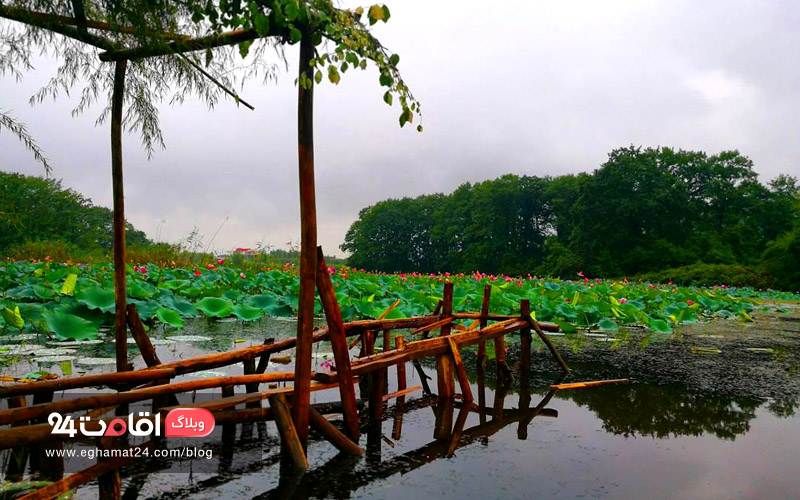 sustan Wetland 2