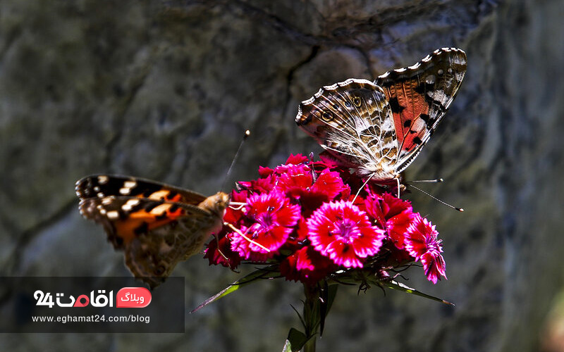 butterflies in iran 2 2