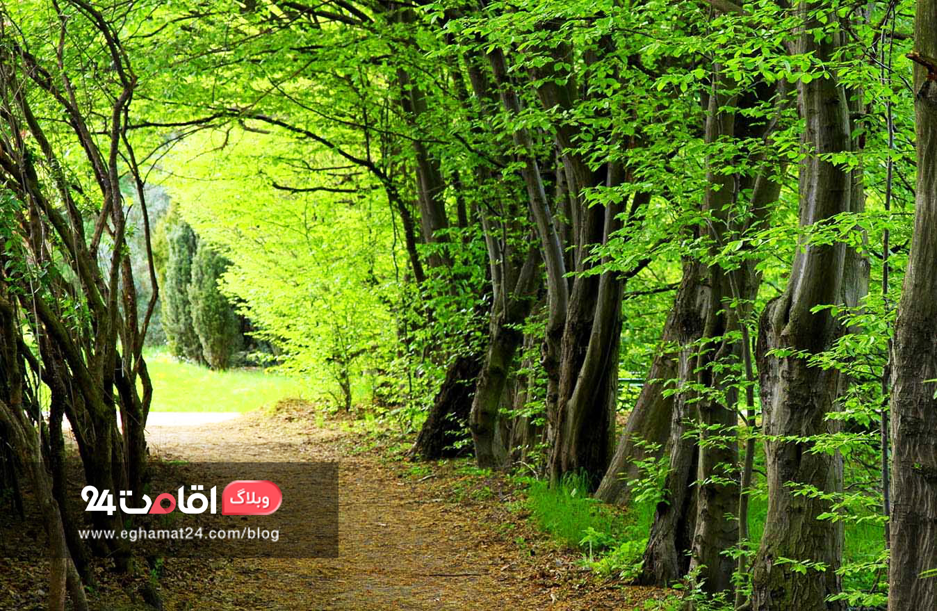 hyrcanian-forest-جنگل-هیرکانی