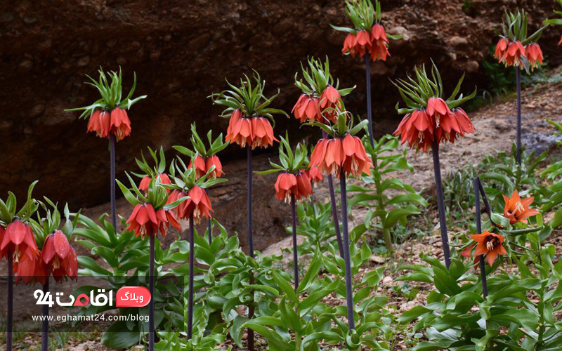 نگاهی به دیدنی های دورود پایتخت طبیعت ایران نگاهی به دیدنی های دورود پایتخت طبیعت ایران