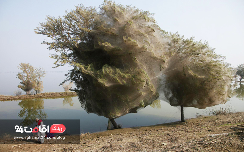 Cocoon Trees - تصاویر طبیعت