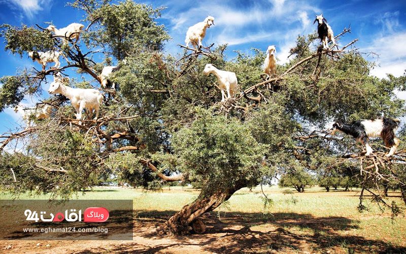 Goats in Argan Trees - عکس های طبیعت