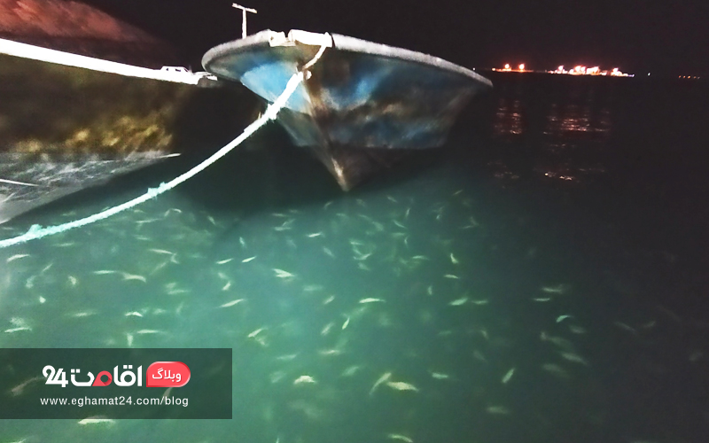 اسکله هنگام در شب و ماهیان در زیر نور ماه