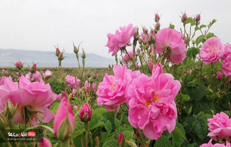 گلاب گیری روستای فرخد