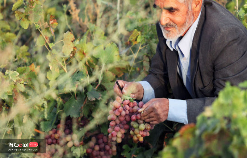 محصولات کشاورزی روستای فرخد