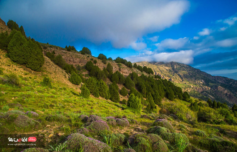 پوشش گیاهی هزار مسجد