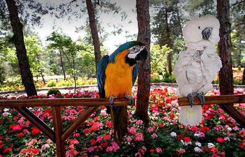 باغ پرندگان کیش،‌ جاذبه رنگارنگ جزیره