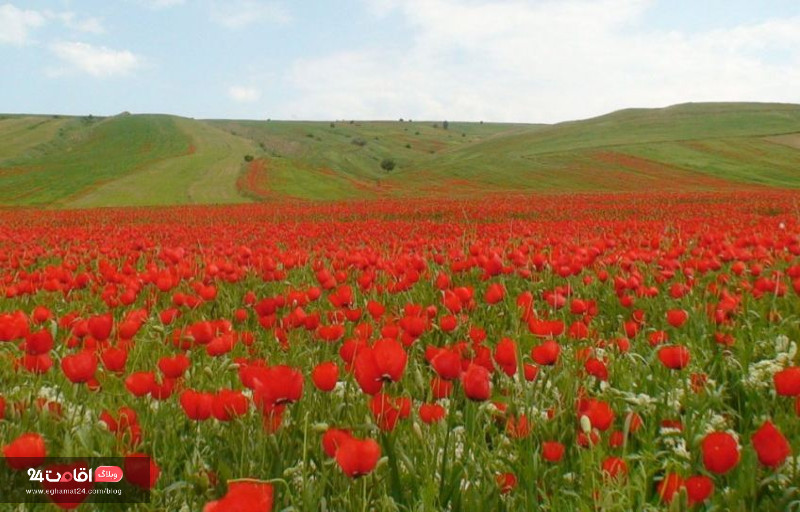 طبیعت دشت ارژن