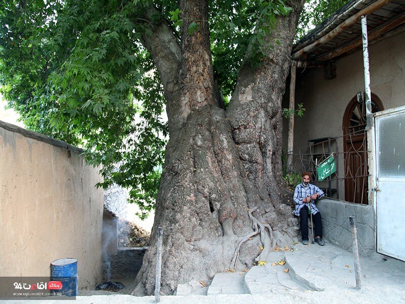 درخت چنار 600 ساله دهبار