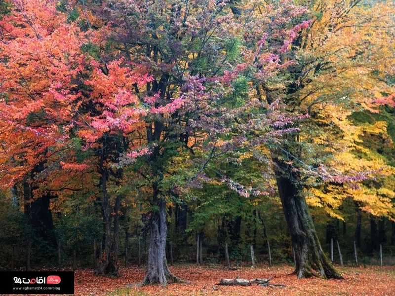 جنگل النگدره در گرگان