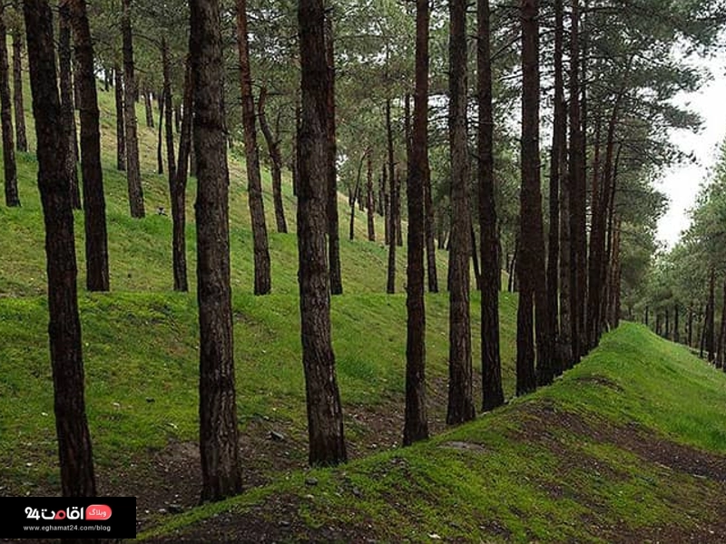 طبیعت و پوشش گیاهی پارک جنگلی لویزان تهران
