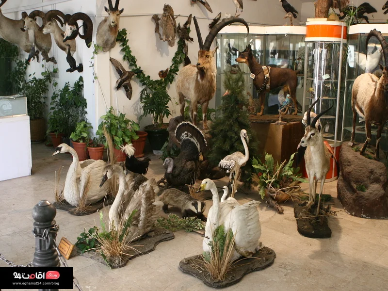 سالن های موزه طبیعت دارآباد