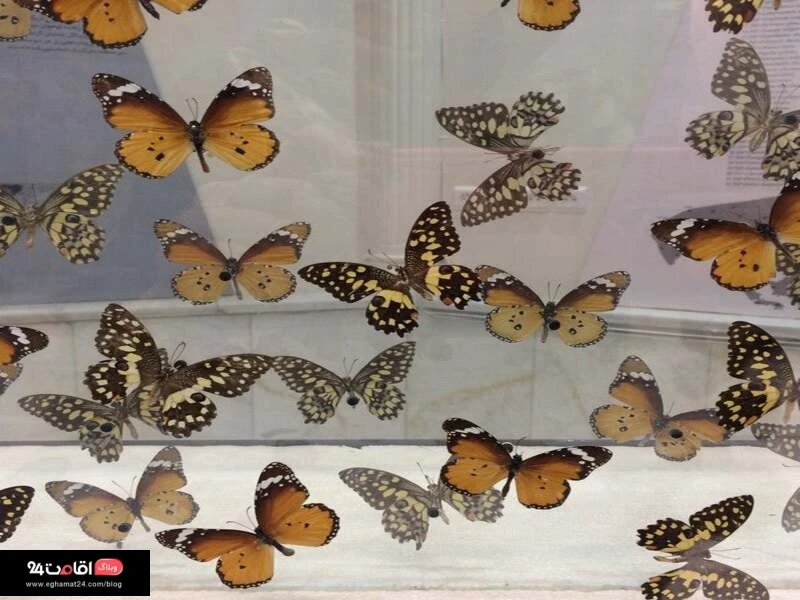 سالن پروانه موزه تهران