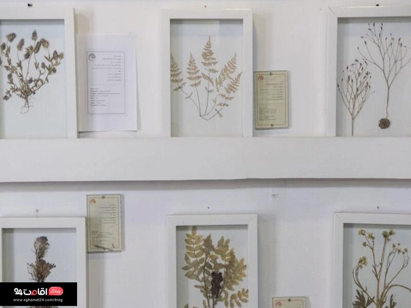 سالن گیاه شناسی در موزه طبیعت داراباد